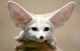 In case your pet falls sick, we pay all the bills and in some cases we replace. Best Exotic Small Pets That Are Easy To Own Lovetoknow