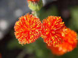 Image result for Emilia coccinea