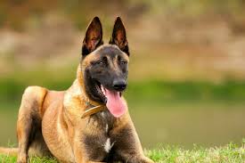 Trained puppies for sale georgia. Cost Of Owning A Trained Belgian Malinois Protection Dog