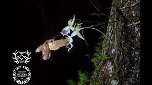Ghosts Of The Everglades Biographic