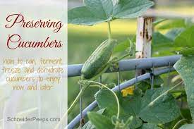 We did not find results for: Four Ways Of Preserving Cucumbers Schneiderpeeps