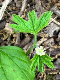 Image result for Lycopodiella sarcocaulon
