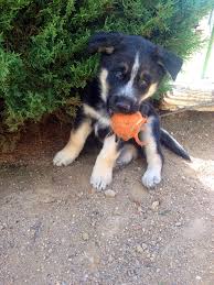 German Shepherd Black And Brown Husky German Shepherd Husky Mix With One Blue Eye And One Brown Eye Dahlia German Shepherd Husky Mix German Shepherd Husky Husky Mix