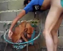 Homem Gozando Dentro Do Animal Zoofilia Amadora