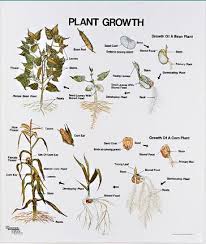 Plant Growth Wall Chart