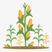 For your convenience, there is a search service on the main page of the site that would help you find images similar to clipart of corn stalks with nescessary type and size. Corn Stalk Png Images Free Transparent Corn Stalk Download Kindpng