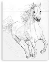 Running Arabian Horse Pencil Drawing Canvas Print By Teddie Mcconnell Horse Drawings Horse Art Drawing Horse Art