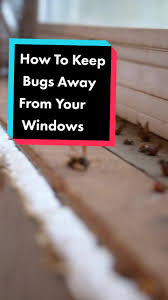 What Are The Small Black Bugs Around My Window? (2024) | Today'S Homeowner