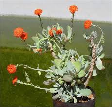 Image result for Kleinia schweinfurthii