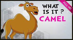 Preschools in riyadh for expats in saudi arabia. What Is It Camel Fun And Learn Series Learn About Animals Bulbul Apps Youtube