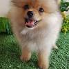 Find out what to expect from shelters, how to find a dog for your family, and how to prepare for a new pet! Https Encrypted Tbn0 Gstatic Com Images Q Tbn And9gcqx G8ess6wrvtjowexqjavacfbzzunlvsdttygjyvddz9ra4r4 Usqp Cau
