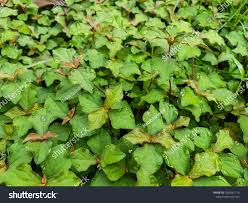 Image result for Acanthospermum australe