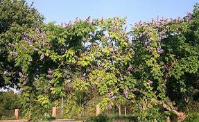 Image result for Millettia drastica