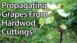 Image result for grapevine cuttings