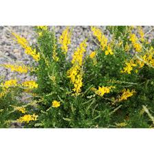 Image result for Genista