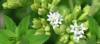 Plants grown in warm climates will grow to 24 inches tall and wide. Q A Saturday Top 3 Best Stevia Products