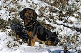 This dog craves to have some meaningful occupation and so it will become a reliable assistant for an avid hunter. Tiroler Bracke Fur Has Und Hirsch Wild Und Hund