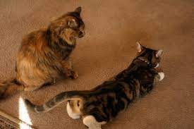 Your female cat may become unusually affectionate. How To Know When Cats Are In Heat Online