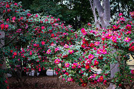 Kanjiro Camellias For Sale Online The Tree Center Camellia Plant Plants Backyard Plants