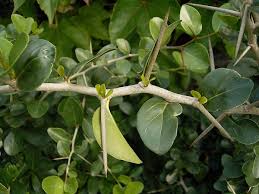 Image result for Diospyros dichrophylla