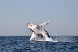 They are listed as vulnerable on the cites list (international list) and. Let S Learn About Humpback Whales
