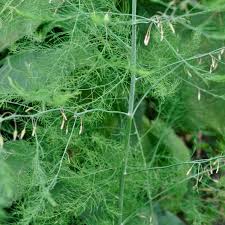 Image result for Asparagaceae