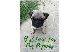 Pug puppies, on the other hand, require a diet with higher protein and fat levels to help them develop and grow properly. What Are The Best Food For Pug Puppies Under 3 Months