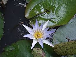 Image result for Nymphaea maculata