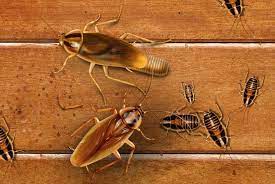 Found A Baby Cockroach It S Time To Act Fast Cockroach Facts