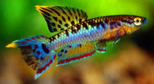 Nano Tank Fish Aphyosemion Bivittatum Google Search Tropical Fish Aquarium Fresh Water Fish Tank Freshwater Fish