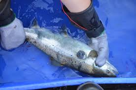 The plan sets priorities for ais control and management and is eligible for u.s. A Fish Points To The Future In Lake Champlain U S Fish And Wildlife Service Northeast Region