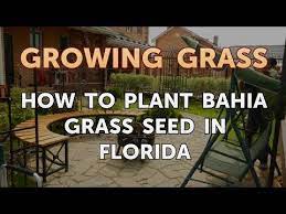Too many seeds too close together causes seedlings to fight for room and nutrients. How To Plant Bahia Grass Seed In Florida Youtube