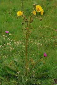 Image result for Berkheya radula