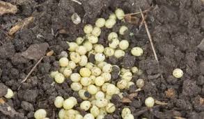 You can get past the pathogen problem (diseases and insects) by sterilizing the soil. Yellow Or Orange Balls In Potting Soil The Likely Culprits Flourishing Plants