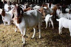 I choose goat farming as a business plan cause there is a big profit possibility. Starting Goat Farming Business Plan Pdf Startupbiz Global