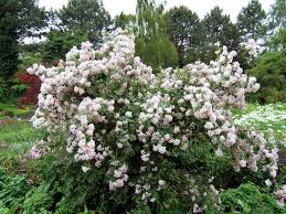 Image result for Deutzia x hybrida ′Mont Rose