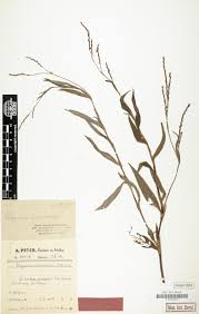 Image result for Vernonia agrianthoides