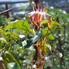 Image result for Strophanthus