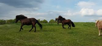 .geliebten island, um für sie, liebe leser und islandpferdefreunde, neue berichte zu verfassen, interessante leute zu interviewen und alles das zu beobachten, was uns so sehr bewegt: Islandpferde Oberkarthausen Home