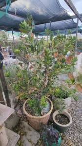 Image result for bay leaf bush foto