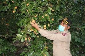 Jeruk buah salak sekilo rm 13.00. Bupati Buton Sebut Keberhasilan Petani Pala Di Ambuau