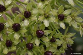 Image result for Scadoxus pole-evansii