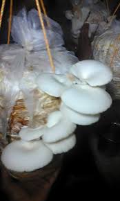 Mushroom cultivation in malaysia introduction group members phase 2: Today S Special Oyster Mushrooms In Kerala Facebook