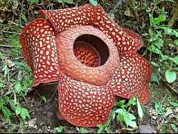 Di dalam buku atlas flora dan fauna indonesia (2001), tercatat wilayah indonesia memiliki 2.827 jenis satwa vertebrata non ikan. Alam Flora Dan Fauna Ku Youtube
