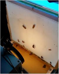 Patrick's day—but they're way less work. A Light Trap And Computer Vision System To Detect And Classify Live Moths Lepidoptera Using Tracking And Deep Learning Biorxiv