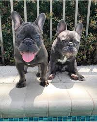 The french bulldog is an affectionate dog breed that loves to play. French Bulldog Puppies For Sale In Florida Home Facebook