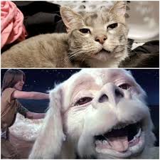 Cyberpunk 2077, cd projekt red, video game art, photoshop, keanu reeves. Cat Meme Neverending Story