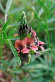 Image result for Indigofera adenoides