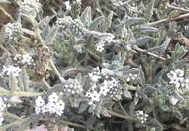 Image result for Heliotropium zeylanicum