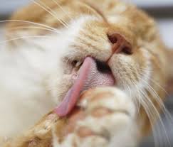 Sometimes a cat biting his nails can be caused by dental health problems. Why Does My Cat Groom Excessively